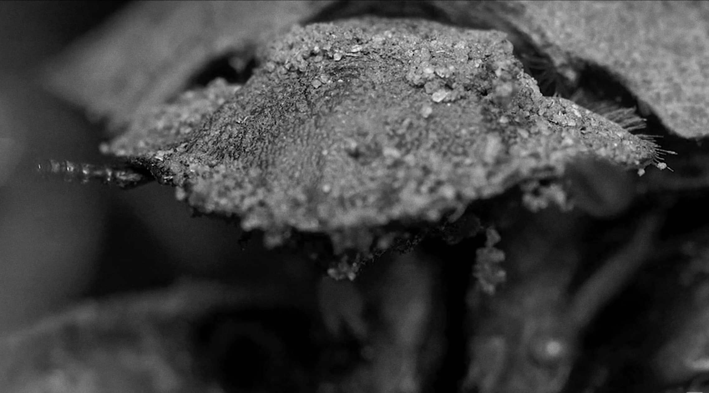 El Dorado movie still